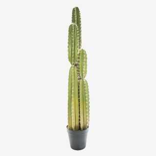 Vue de face du cactus pin