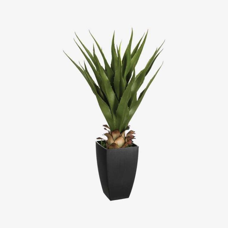 Agave - CHIC