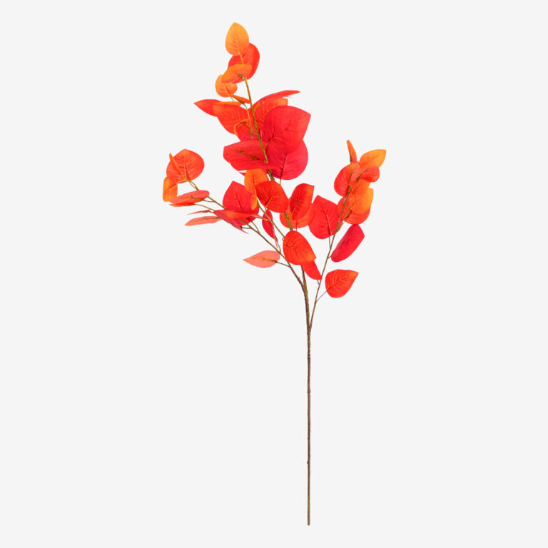 Tige - EUCALYPTUS