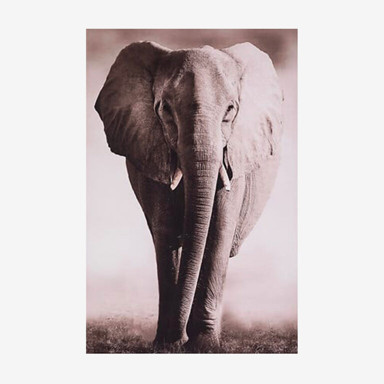 ANIMALYS Tableau elephant